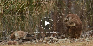 Un koala pleure son compagnon mort dans les incendies - VIDEO