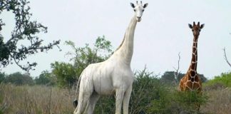 Kenya - l’unique girafe blanche femelle au monde tuée par des braconniers