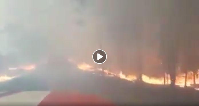 Ukraine des incendies de forêt s'approchent dangereusement du site de Tchernobyl VIDEO