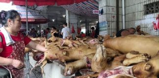 En pleine épidémie, la Chine démarre son Festival de la viande de chien