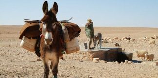 Traverser l'Algérie sur un âne, le nouveau challenge qui fait scandale dans le pays