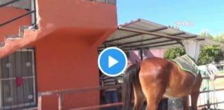 Turquie un homme vend sa voiture pour se déplacer à cheval - VIDEO