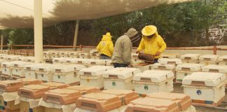 Une mère saoudienne de six enfants rencontre un doux succès avec son « royaume des abeilles »