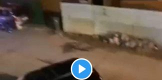 Koweït une femme porte à mains nues un lion qui se débat en pleine rue - VIDEO