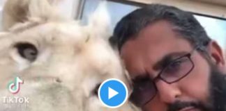 Un homme attaqué par un lion se met le frapper - VIDEO